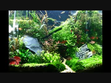 40cm小道のある水草水槽～その4～完成が見えてきた