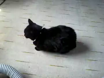 掃除機掛け