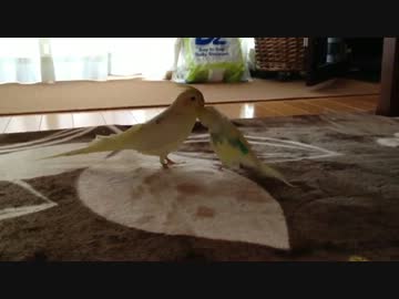 性別と種族を超えた愛 その2