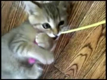 実家の子猫に遊んでもらった