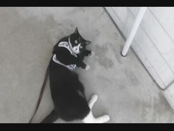 初めてお散歩に出かける猫【その６】