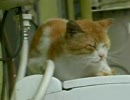 タマが怒った？