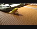 平成24年生まれ　セキセイインコ　ちび　玉遊び＆玉乗り