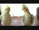 KYセキセイインコ