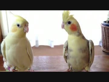 KYセキセイインコ