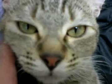 拾いねこ＠生後303/270Part1　つきにょん9ヶ月記念おめでとー！