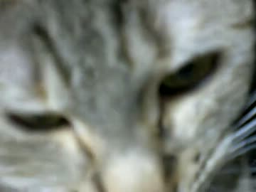 拾いねこ＠生後303/270Part2　サムネは月音だけど中身大体アコ