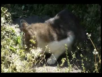 マタタビ粉と猫たち