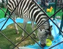 シマウマ