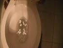 マシュマロをトイレに流してみた