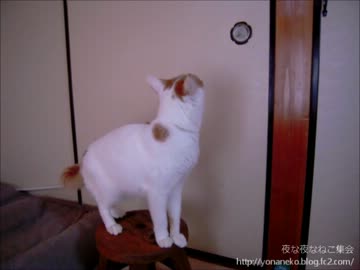 【夜な夜な猫集会】開かにゃいニャーーーー！！！