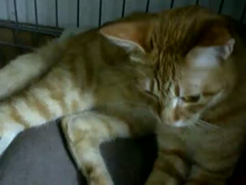 拾いねこ＠生後304/271　今日はのんびりモードなようです