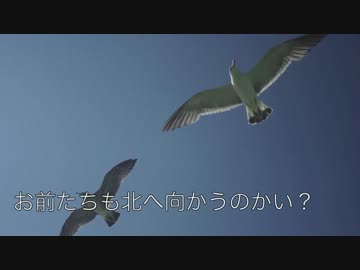 もらったスクーターで走りだす【第09回】カモメのジョナサン