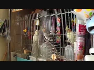 うp主食事中…