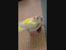 ビセイインコたんの水浴び