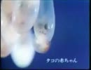 ソニー トリニトロンＣＭ「タコの赤ちゃん」