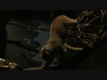 スンダスローロリスがエサにたどり着くまで