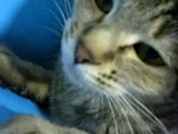 拾いねこ＠生後305/272　前にも言ったけど、月音どんどこ可愛くなってます