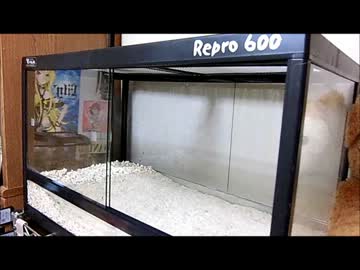緊急動画