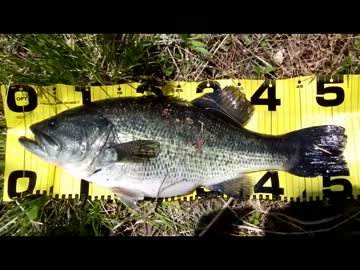 春のプリスポーンバスを探して【ニコニコバス釣りダービー】