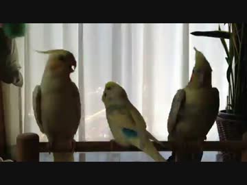 オカメとちゅっちゅしたいセキセイ