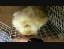 うさぎぺろぺろ