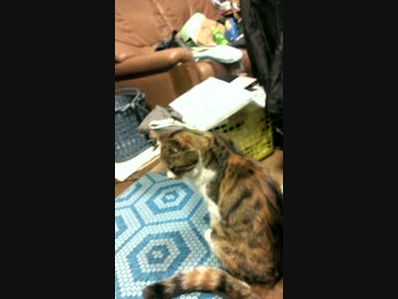 我が家のミケ猫