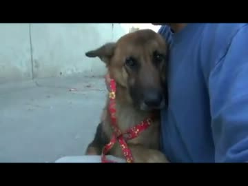 (∪´・ω・)→（∪＾ω＾）捨て犬保護シリーズ1