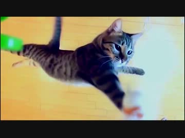 進撃のねこ 総集編Ver