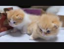 【生後３週間のマンチカン兄妹】既に個性が見え隠れ