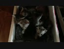 今朝のニャンコ達