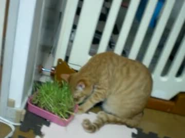 拾いねこ＠生後307/274　今日もぷふー