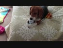 【ビーグル】ヨーグルトだ！シャイニー君