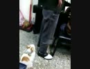 子供を叱る父さんに叱る猫