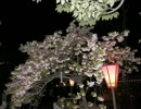 ２０１３ＳＡＫＵＲＡ大阪.wmv