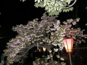 ２０１３ＳＡＫＵＲＡ大阪.wmv