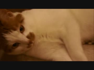 ツンギレのうちの猫のおっぱいが多分５個しかない