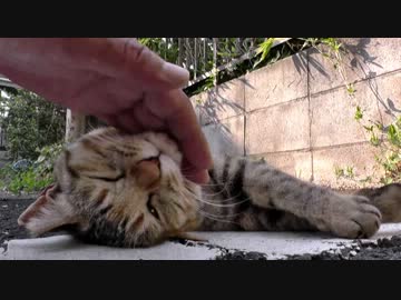 「ニャ〜」と鳴く四足歩行生物がゴロゴロしてます。