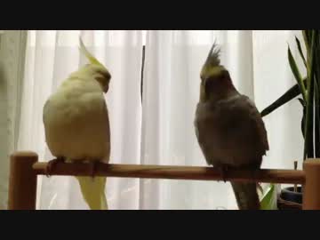 オカメインコに綿棒を与えてみる