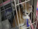 猫好き四大聖地【世界の猫グッズ博物館】その１７