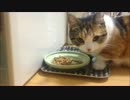 【マンチカンの成猫】ご飯中。