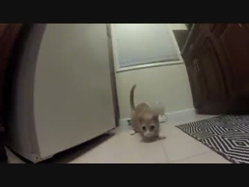 猫の一日