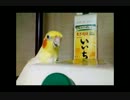 ハードコアインコ