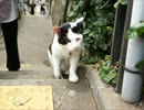 ツンギレのうちの猫に内緒で猫の島に行ってきた