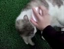 通い猫のブラッシングを撮ってみた