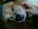 ワンコがうとうとしてたから眠りを妨げてみた