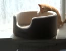 暴れ猫べべにゃん