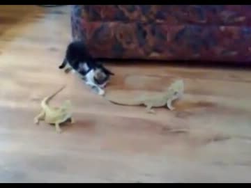 子猫VS二匹のトカゲ　世紀の対決！はたして勝敗は？