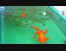 金魚屋外飼育