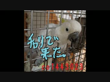 カメラが欲しくてたまらないキバタン